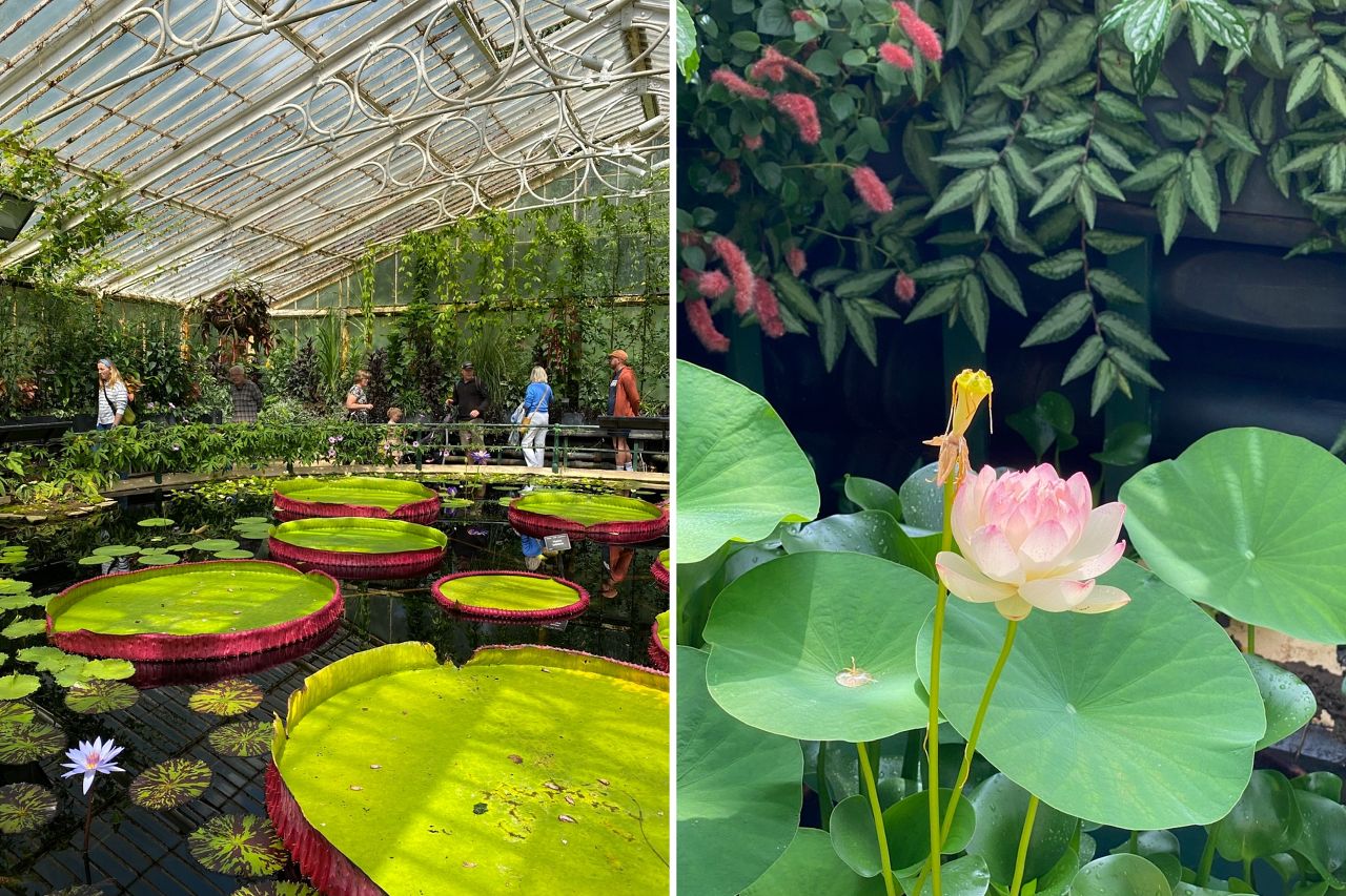 邱園 Kew Gardens 攻略:七大英國皇家植物園必看溫室與景點 - 第10張圖 Kew Gardens