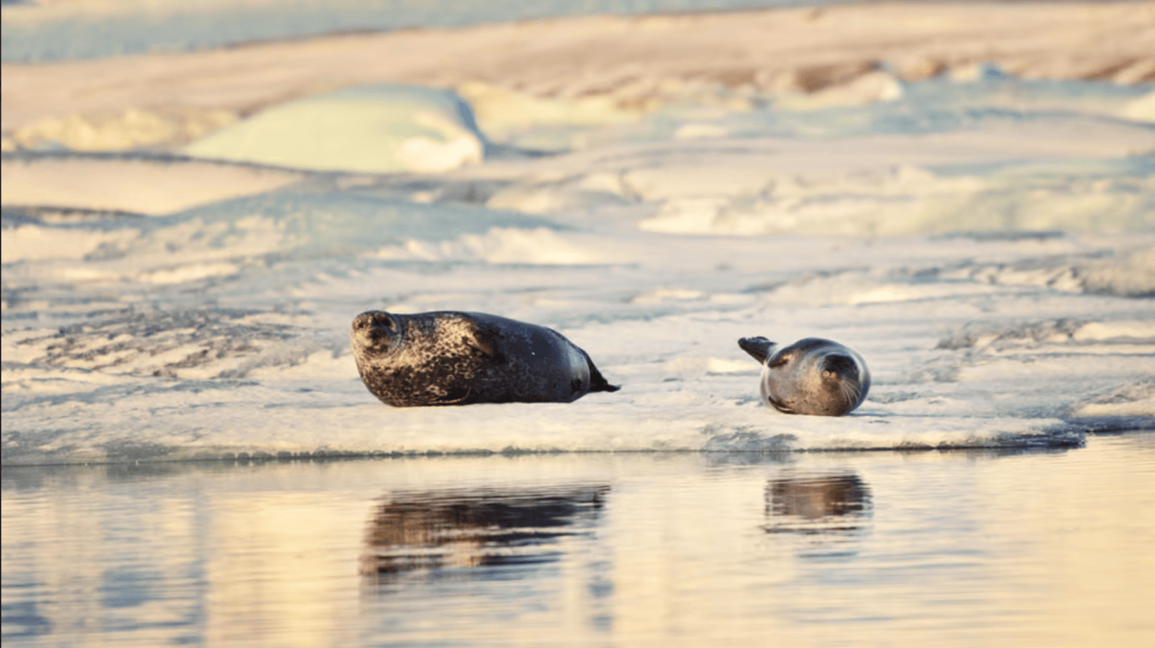 Jokulsarlon