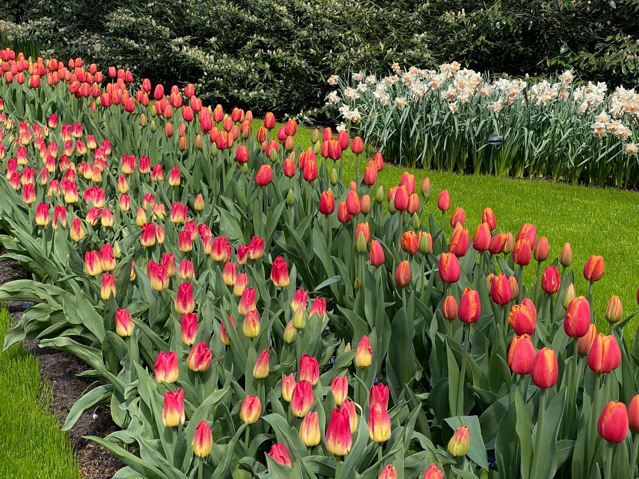 【庫肯霍夫花園】門票、交通攻略、開放時間|荷蘭鬱金香花季 - 第7張圖 Keukenhof