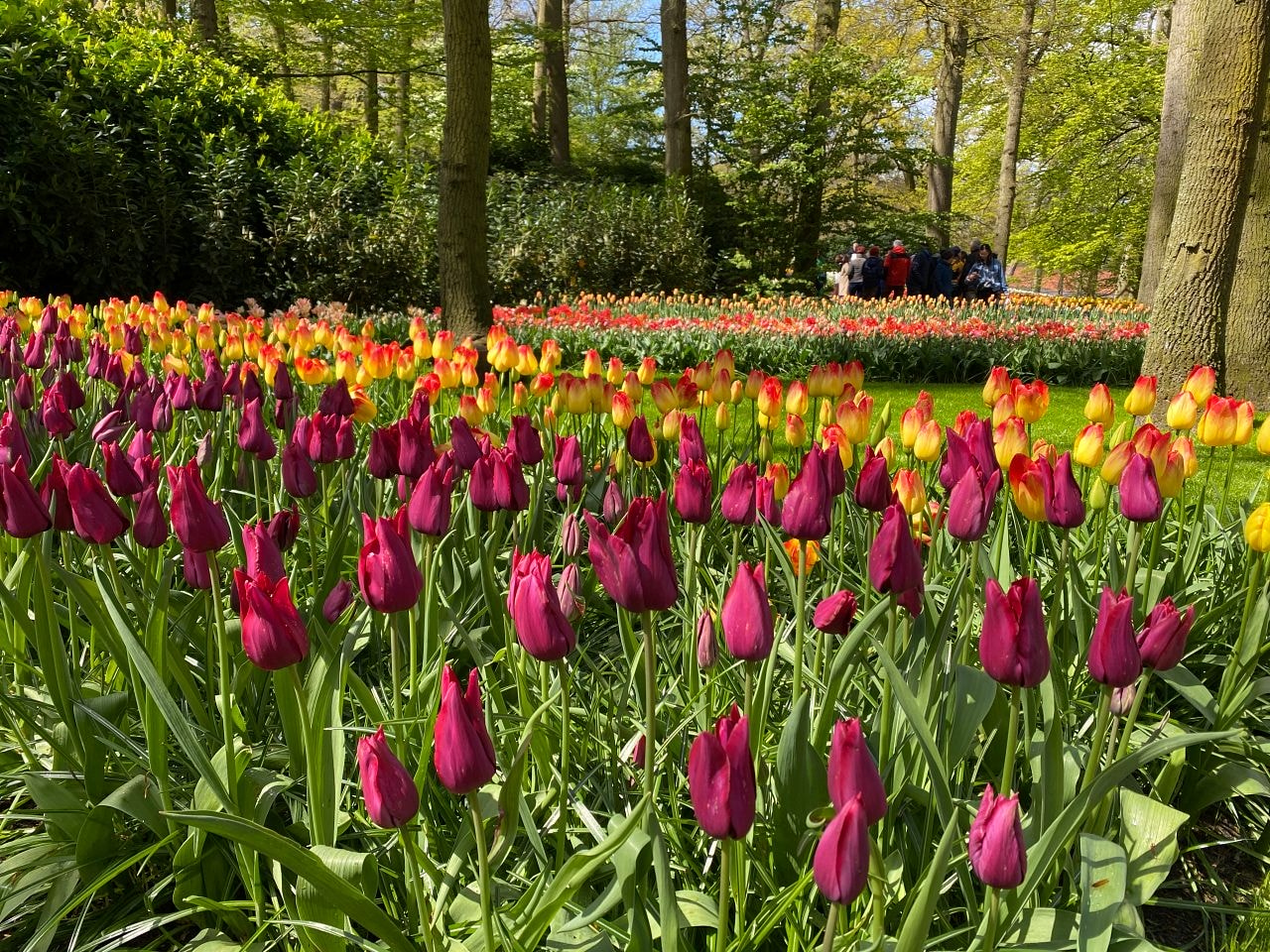 【庫肯霍夫花園】門票、交通攻略、開放時間|荷蘭鬱金香花季 - 第11張圖 Keukenhof