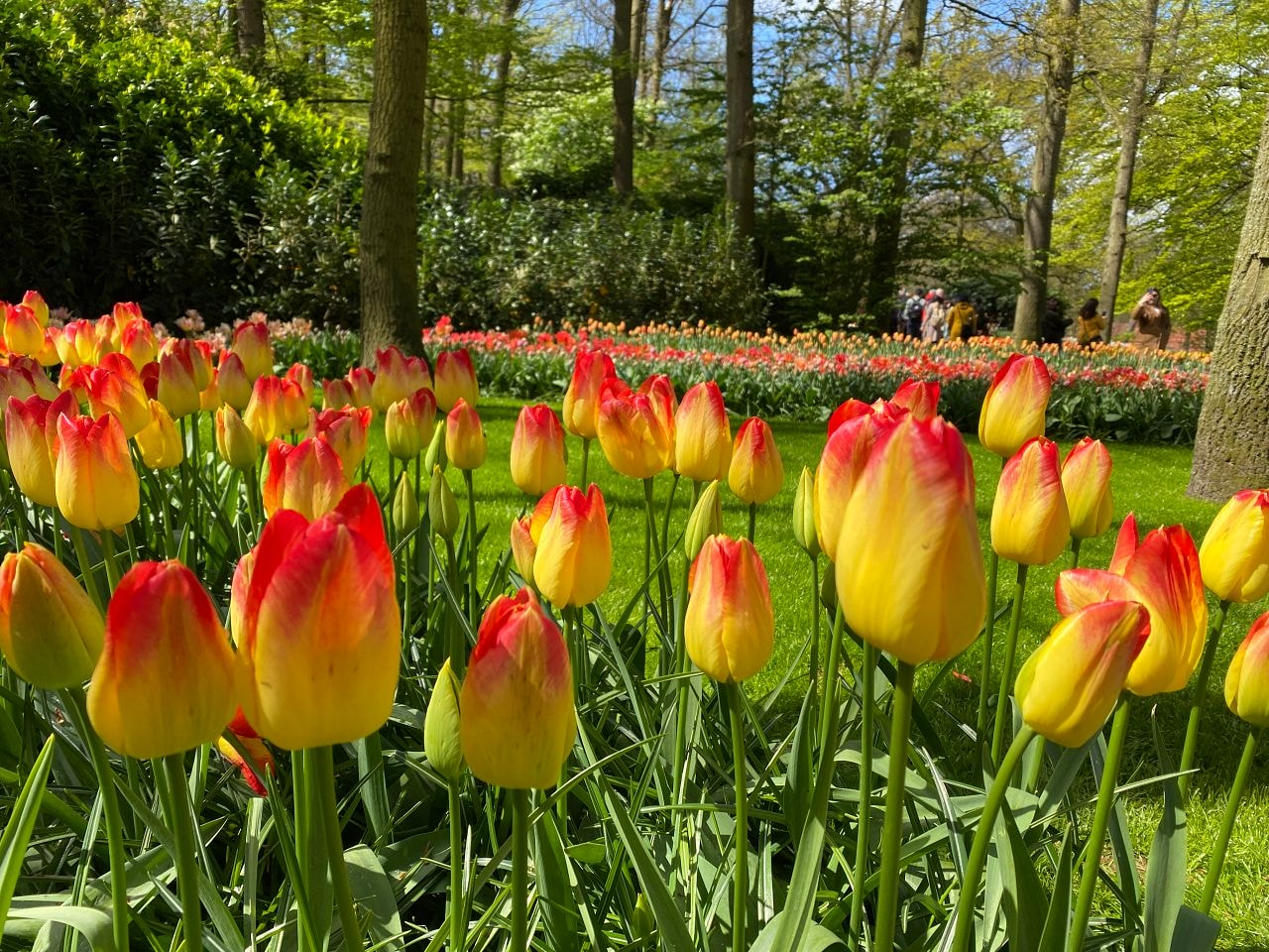【庫肯霍夫花園】門票、交通攻略、開放時間|荷蘭鬱金香花季 - 第9張圖 Keukenhof