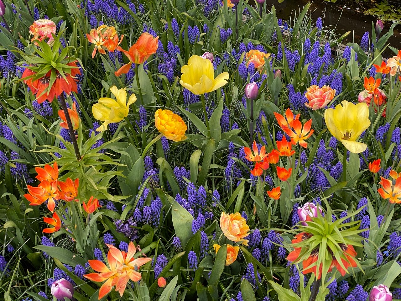 【庫肯霍夫花園】門票、交通攻略、開放時間|荷蘭鬱金香花季 - 第13張圖 Keukenhof