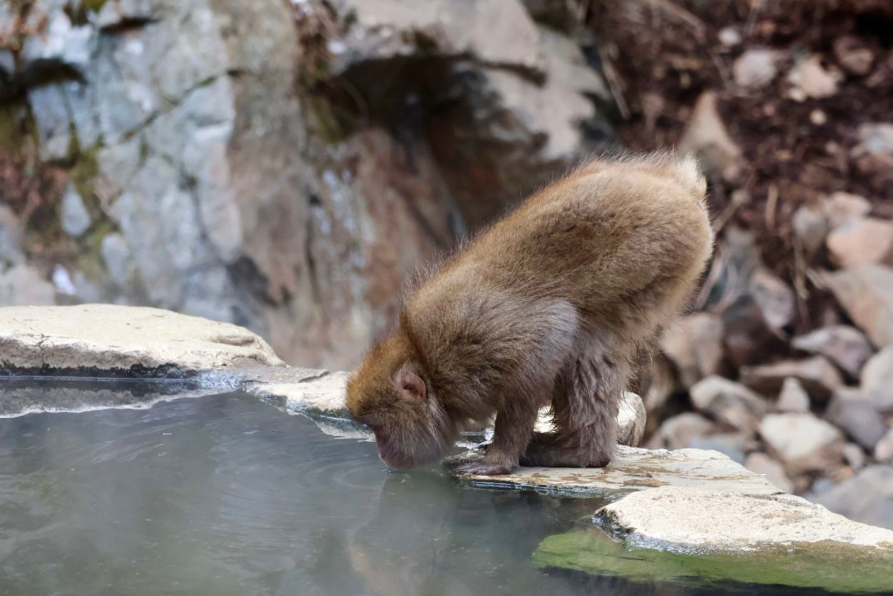 地獄谷野猿公苑｜長野雪猴攻略、門票、交通、幾月去最好