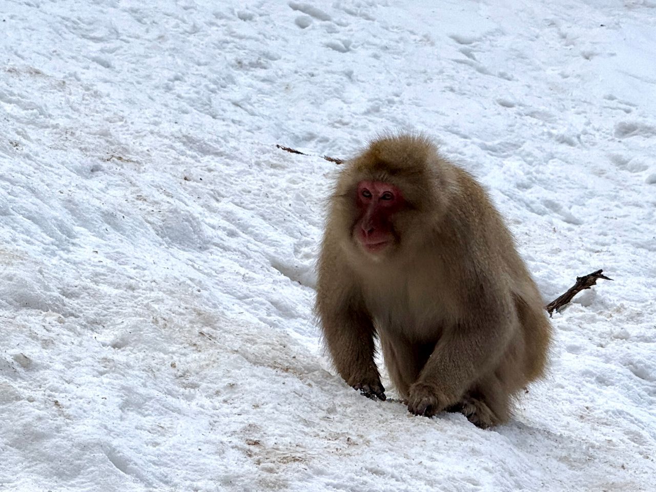 地獄谷野猿公苑｜長野雪猴攻略、門票、交通、幾月去最好