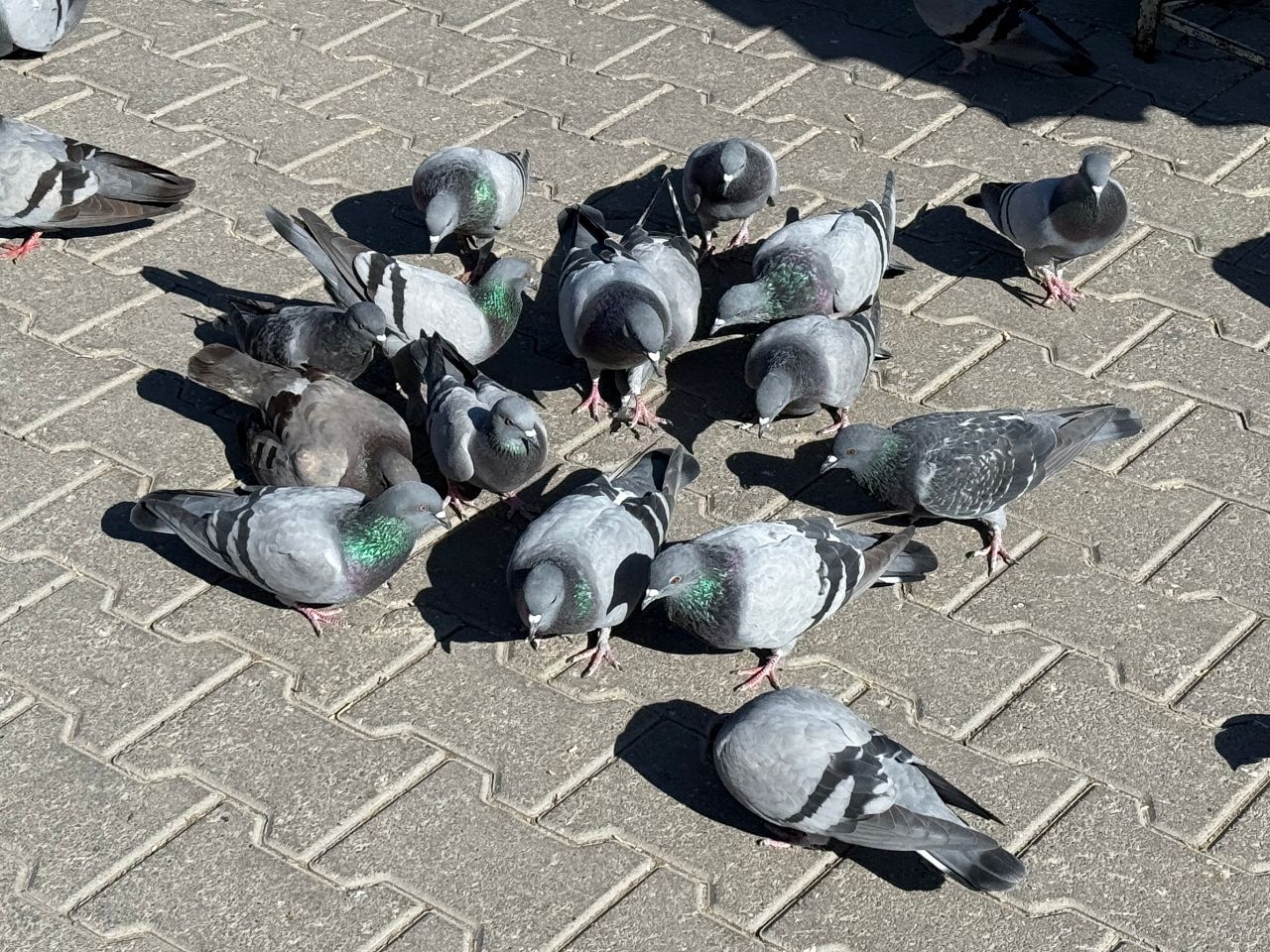 鴿子谷 Pigeon Valley|卡帕多奇亞必去景點,邪眼樹、鴿子洞與烏奇薩爾城堡大景 - 第6張圖 鴿子谷觀景台附近的鴿子群